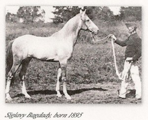 horse_siglavi-bagdady_db-big.jpg